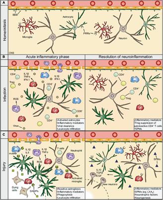 Neurorepair and Regeneration of the Brain: A Decade of Bioscaffolds and Engineered Microtissue